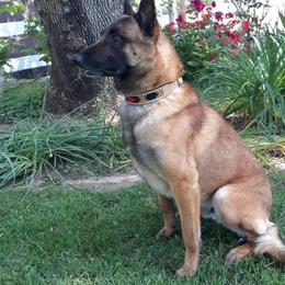 Belgian Malinois and Boston Terrier All Grown Up from SB & Raksha