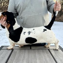 Basset Hounds from BnL Bassets