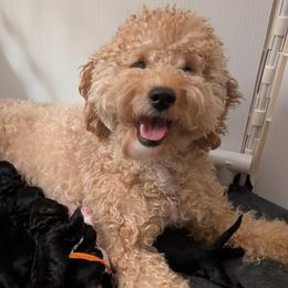 Goldendoodles from The Golden Aussie Co.