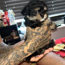 Queen - Black female Maltipoo puppy in Long Island, New York from Minipaws kennel