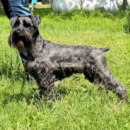 Miniature Schnauzer puppies from Blissful Standards
