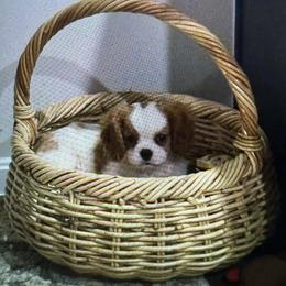 Clay - Blenheim male Cavalier King Charles Spaniel puppy in Richmond, Virginia from Dream it Cavs