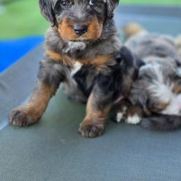 Fudge - Merle male Bernedoodle puppy in Mc Gaheysville, Virginia from Doting Doodles