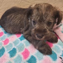 Clarissa - Salt and pepper female Miniature Schnauzer puppy in Warrenville, South Carolina from All Paws Pet Resort