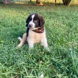 Aztec - White and black male Karakachan puppy in Pikeville, Tennessee from Rock Solid Ranch