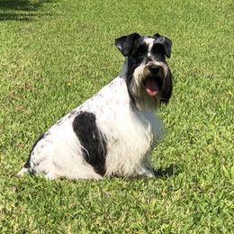 Leon - Miniature Schnauzer