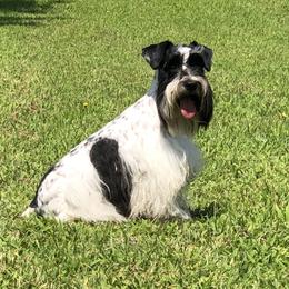 Leon - Miniature Schnauzer