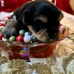 Havanese Puppies from Rose Hill Havanese
