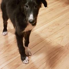 Borzoi Puppies from Summerlane Borzoi