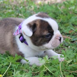 Rocket - Brindle and white male Boston Terrier puppy in Brooksville, Florida from I Love Pups