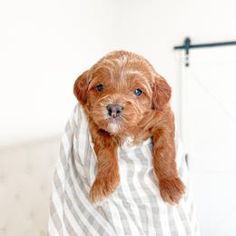 Sadie - Goldendoodle