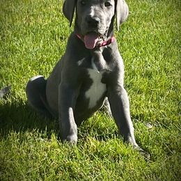 Great Dane Puppies from BkB’s House of Danes