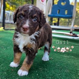 Gail - Red phantom female Aussiedoodle puppy in Vinemont, Alabama from Cotton Country Kennels