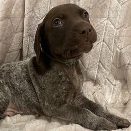 German Shorthaired Pointers from Triple R German Shorthaired Pointers