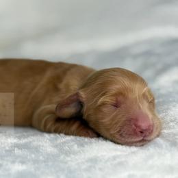 Iris - Red female Dachshund puppy in Goodyear, Arizona from D&C Royal Dachshunds LLC