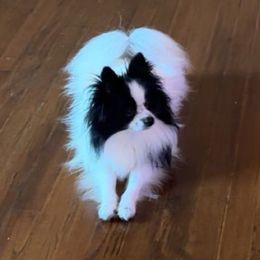 Gracie - Pomeranian