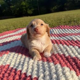 Lola - Cream female Dachshund puppy in New Albany, Mississippi from Double A. Doxies