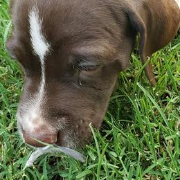 German Shorthaired Pointers from Poso Creek GSPs