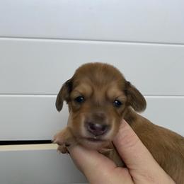 Porche -June - Cream female Dachshund puppy in Wolf Lake, Indiana from Canisteo Dachshunds
