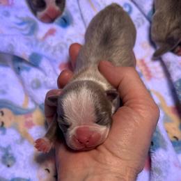 Chai - Blue male Boston Terrier puppy in Monroe, Washington from Nordkyn Boston Terriers