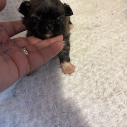Pekingese and Poodle Puppies from Dogs lovers