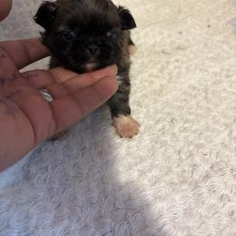 Pekingese and Poodle Puppies from Dogs lovers