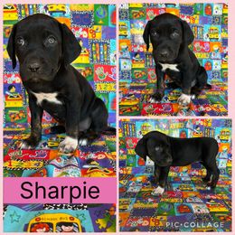 Sharpie - Black female Catahoula Leopard Dog puppy in Forbes, Minnesota from North Country Catahoulas