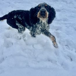 Sunny - English Springer Spaniel