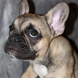 Girl 2 - Fawn French Bulldog puppy in Providence, Rhode Island from Zoomie Zone RI