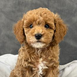Sullivan - Apricot male Poodle puppy in Vilonia, Arkansas from Donna’s Pretty Poodles