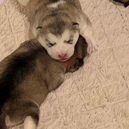 Alaskan Malamute Puppies from Sigma Alaskan Malamutes