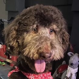 Poodles from Boston & Sky