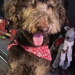 Poodles from Boston & Sky