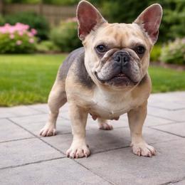 Aurora - French Bulldog