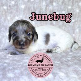 JUNEBUG - Dapple female Dachshund puppy in Columbia, Louisiana from Diamond 5R Ranch AKC & CKC Miniature Dachshunds
