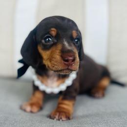 Mira - Chocolate and tan female Dachshund puppy in Stilwell, Oklahoma from MB’s Dachshunds