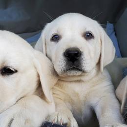 Labrador Retrievers from Sugarloaf Labradors