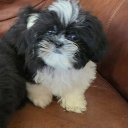 Miss Chocolate Milk - Black and white female Shih Tzu puppy in Cartersville, Georgia from 100 Acre Woods Shih Tzu Plantation