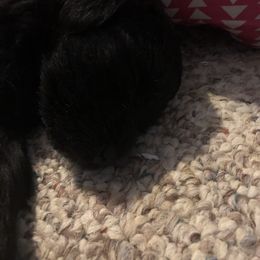 Miniature Schnauzer and Poodle Puppies from Bits & Bytes Farm