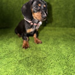 Sky - Black and tan female Dachshund puppy in Florida from Doxie Rugrats