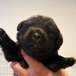 Red collar - Black female Labrador Retriever puppy in Clinton, Tennessee from Summer Rose