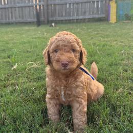Royal blue - Red  male Goldendoodle puppy in Morris, Alabama from 4H Doodles