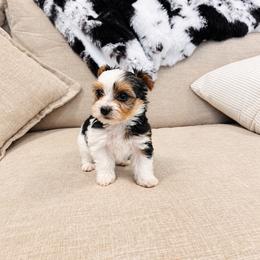 Yorkshire Terrier Puppies from Kashmir Yorkies