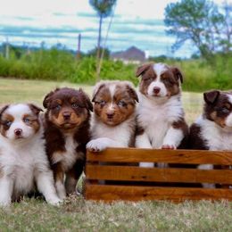 Australian Shepherds from Prairie Creek Aussies
