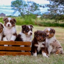 Australian Shepherds from Prairie Creek Aussies
