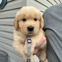 Gray boy - Golden male Golden Retriever puppy in Macy, Indiana from Macy Golden Meadows