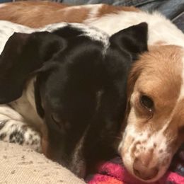 Lady - Dachshund