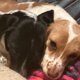 Lady - Dachshund