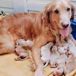 Golden Retrievers from Happy Goldens of Hanover