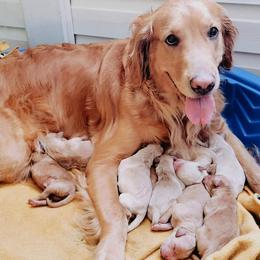 Golden Retrievers from Happy Goldens of Hanover
